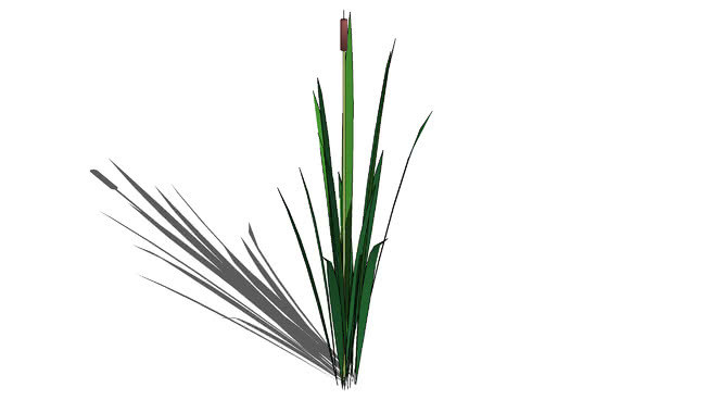 小香蒲 植物 铅笔 其他 草地 笔