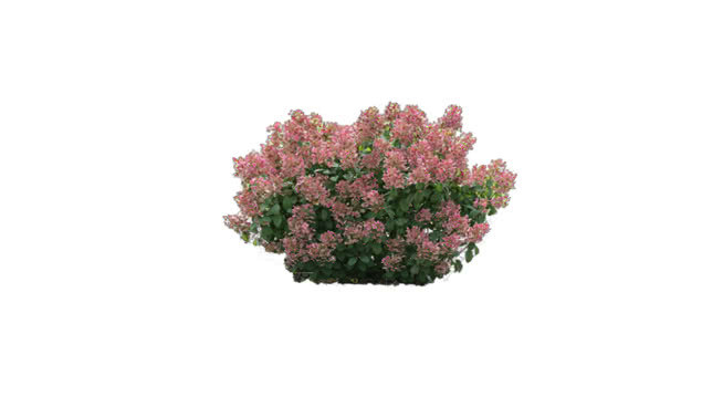 小火火绣球 植物 花 饰品 其他 画