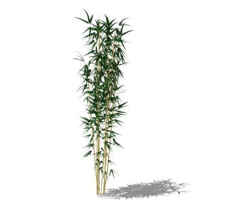 现代风格竹子