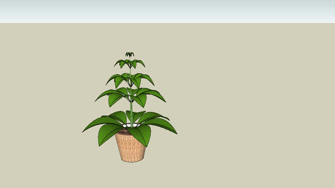 室内植物 植物 其他 画