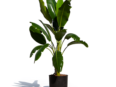 盆栽植物带花盆