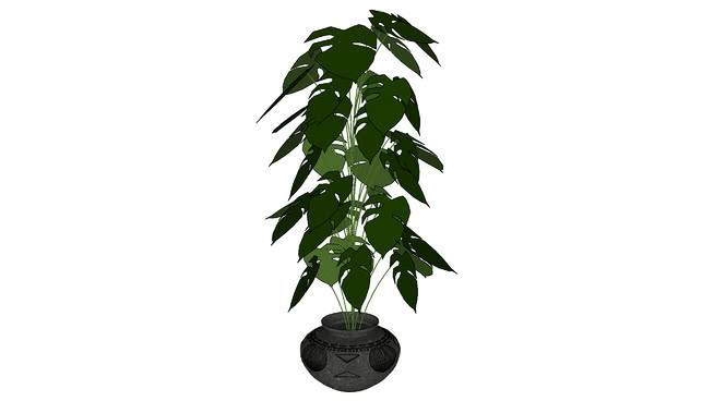 室内植物 植物 其他 画 南美洲番荔枝 花瓶