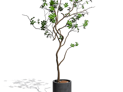 盆栽植物装饰