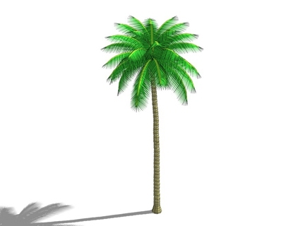 椰子树