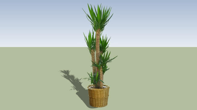 二维的丝兰植物 植物 其他 花瓶 菠萝 花盆