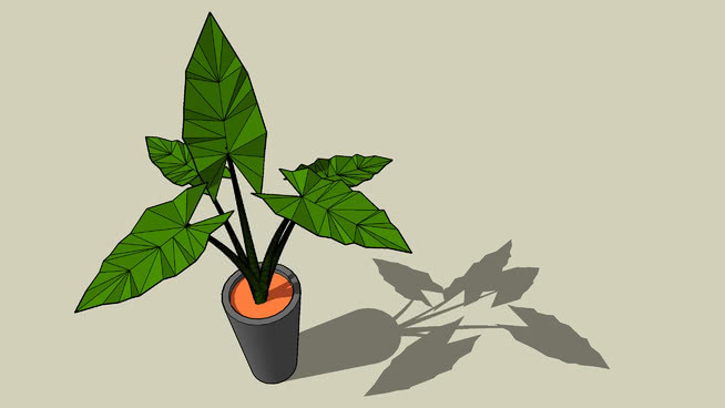 花瓶里的植物——Alocasia Macrorrhiza 其他 橙子橘子 水果 画