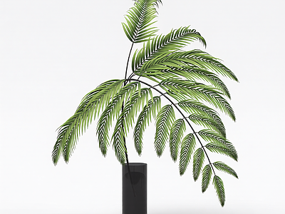 盆栽蕨类植物