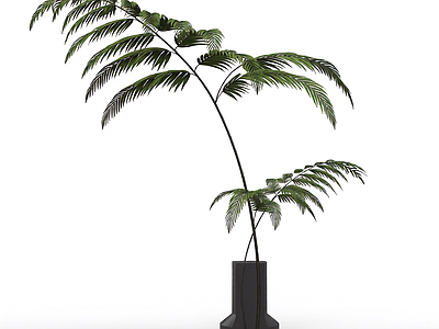 盆栽蕨类植物