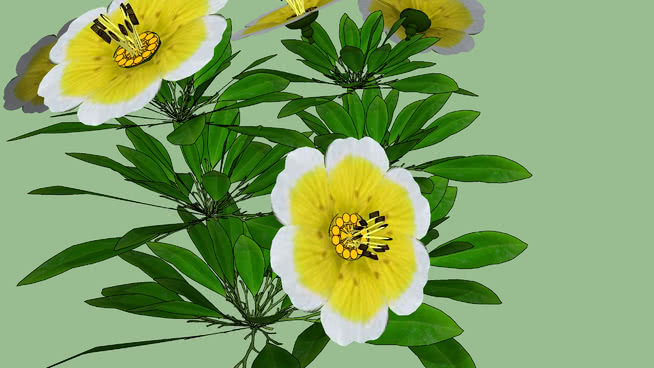 花园花 花 画 植物 雏菊 其他