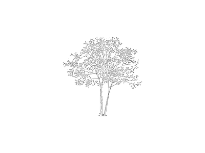 乔木种植 组团植物平立面图