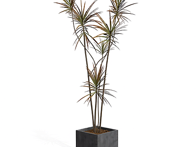 盆栽植物组合