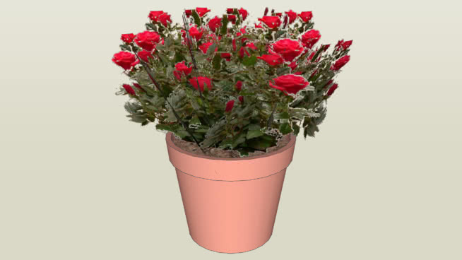 花01 花盆 花