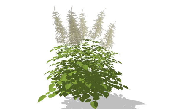 樟子松 植物 其他 画 室外 湖