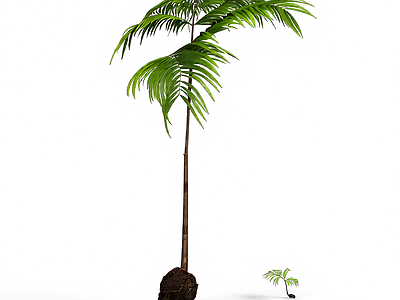 带根装饰蕨类植物