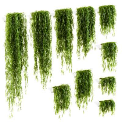 现代植物垂柳