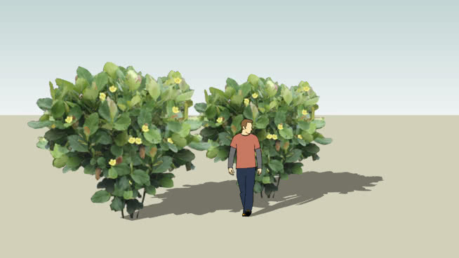 杜鹃属 其他 植物 花 画 饰品