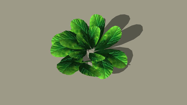 岩耳 其他 画
