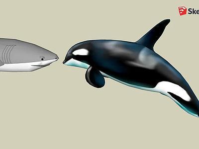 大白鲨vs逆戟鲸