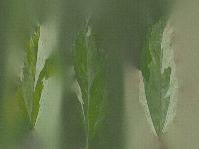 绿植墙