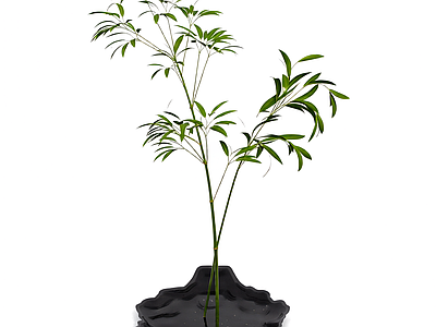 盆栽植物带花盆