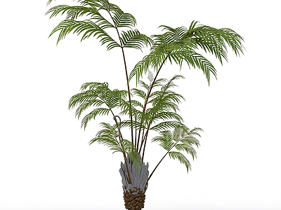 盆栽蕨类植物