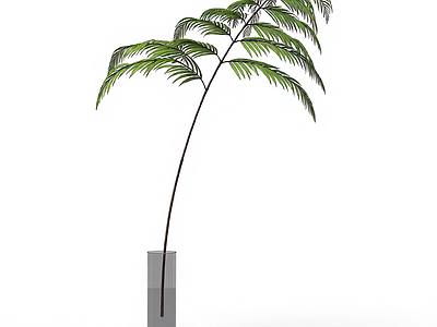 盆栽蕨类植物