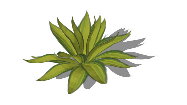 龙舌兰是多元化的 花 其他 画 菠萝
