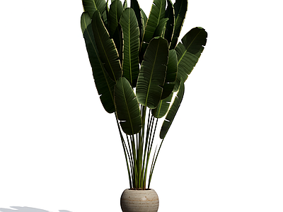 盆栽植物装饰