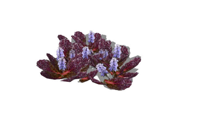 筋骨草'黑' reptans扇贝 花 洋蓟 饰品 植物 其他