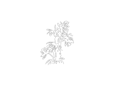 花 备用植物图例