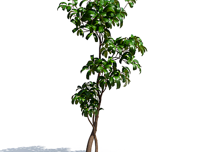 绿色植物模型
