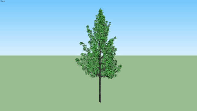 枫香styraciflua枫香。 其他 草地 天空 画