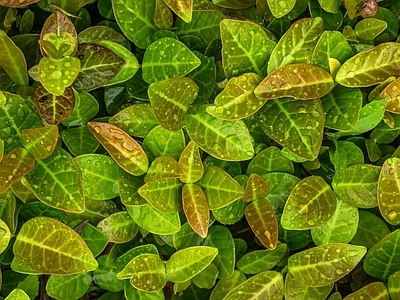 绿植墙