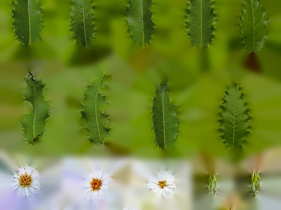 绿植墙