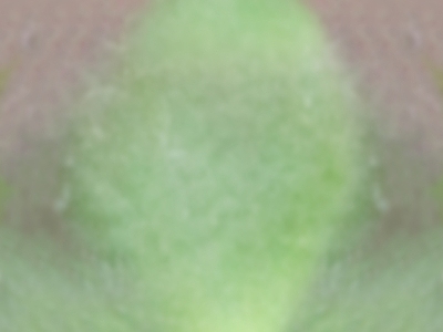 绿植墙