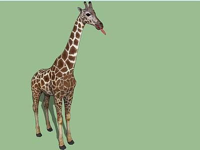 吉拉法（Giraffa camelopardalis）