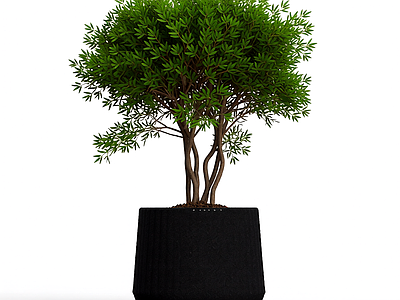 盆栽植物装饰