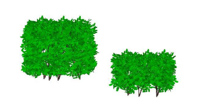 篱笆植物 植物 演出 画 草地 西兰花