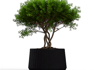 带盆绿植盆栽