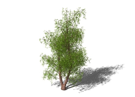室外植栽