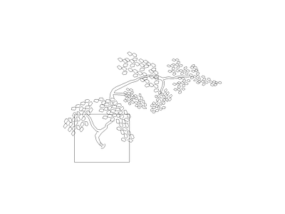 乔木种植 树