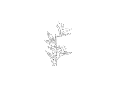花 植物立面