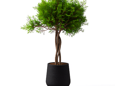 带盆绿植盆栽