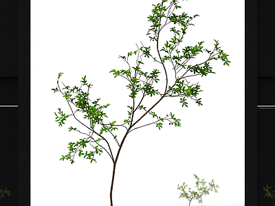 枝叶繁茂的植物模型