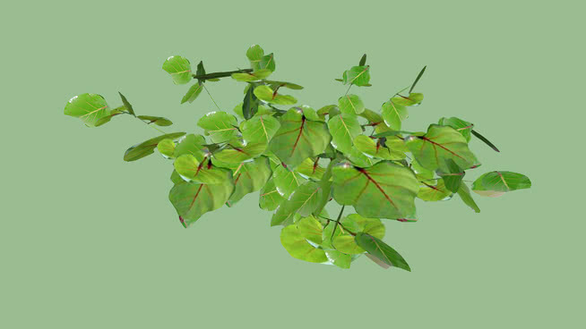 植物 油菜花田 其他 花 画