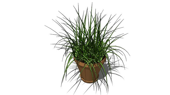 盆栽植物 植物 蜈蚣 其他 画 菠萝