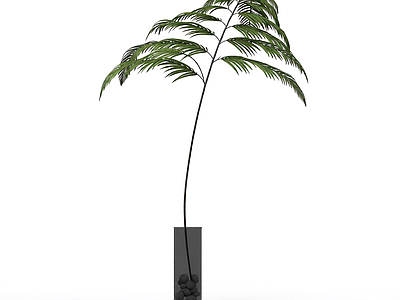 盆栽蕨类植物