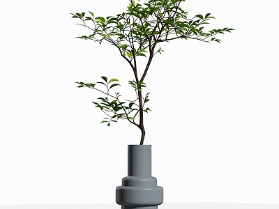 盆栽植物组合