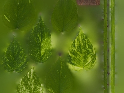 绿植墙