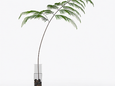 盆栽蕨类植物